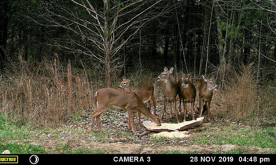 2nd image of 237 Bent Creek Trce