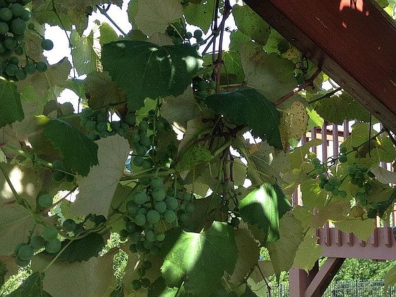 Grape Arbors on the side