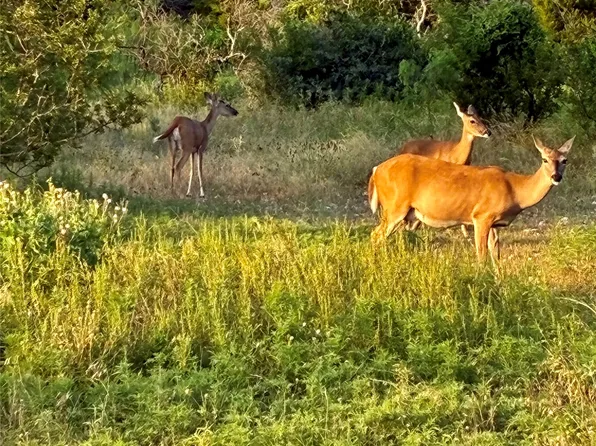 170 County Road 505, Goldthwaite, TX 76844