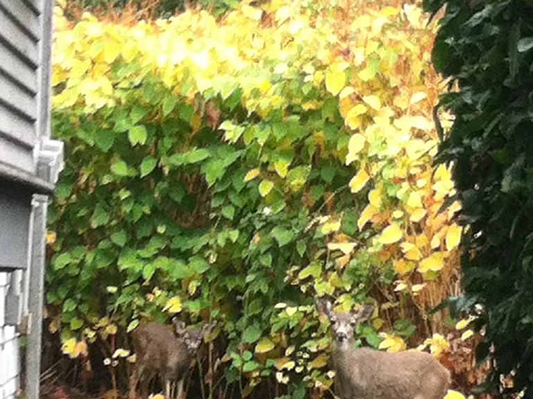 They like to show up around fall