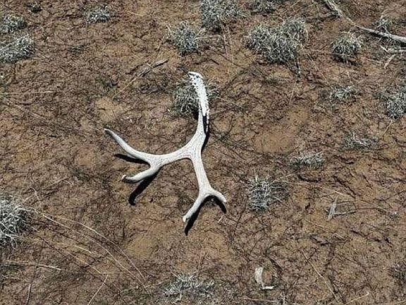 2nd image of Tomahawak
