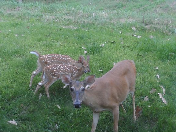 frequent visitors