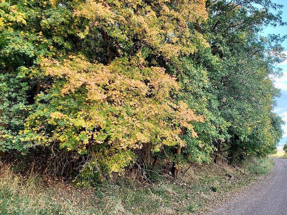 McPherson Canyon Rd, Grace, ID 83241 MLS 571935 Zillow