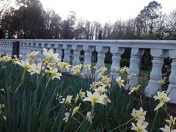 1000's of daffodils