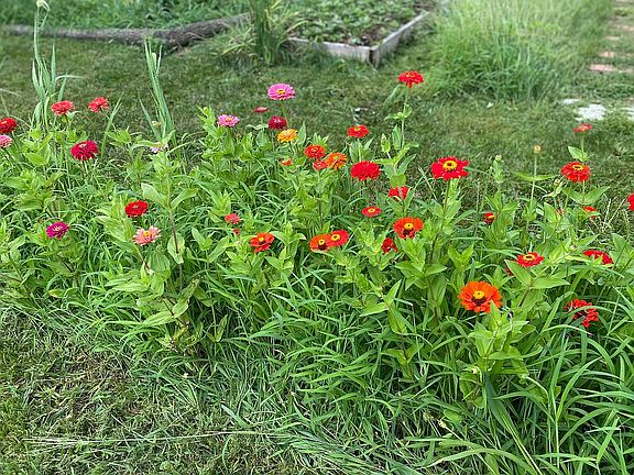Beautiful gardens 