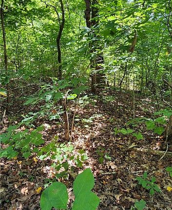 2nd image of 837 Ramblewood Dr