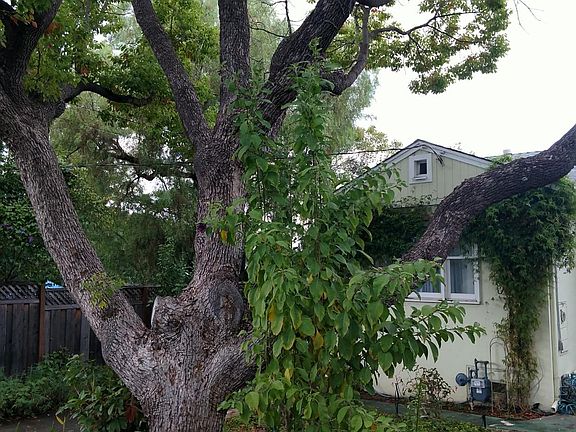 garden, camphor tree