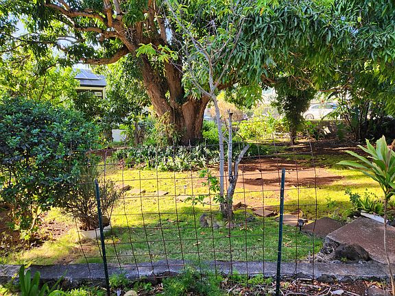 70 year old towering Mango Tree