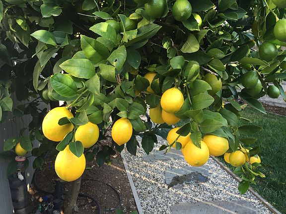 Lemon trees