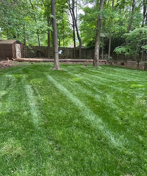 Tree is getting removed this week. may 2025 (felled tree is gone)