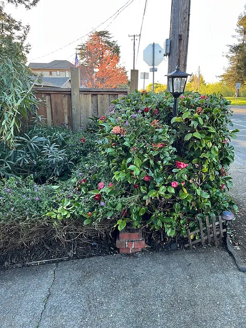 2 bed, 1250 sqft, $3,000 — Photo 2