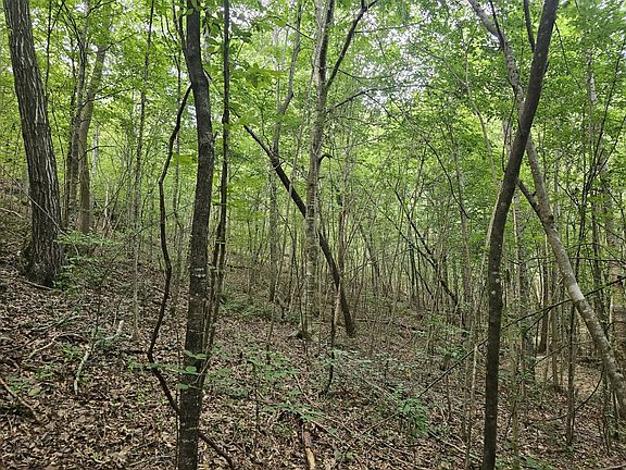 Young hardwood on southern portion of property.