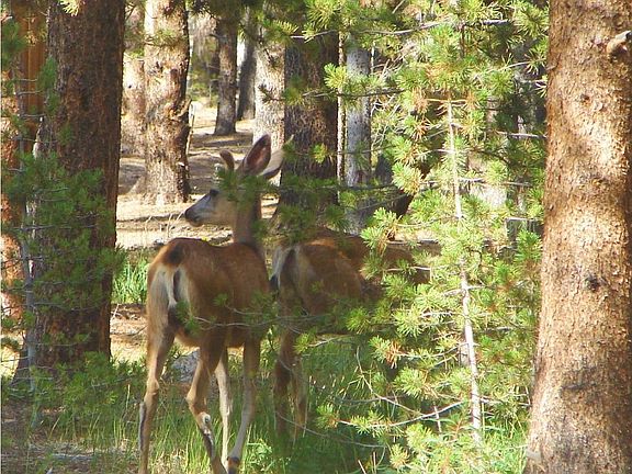Neighborhood Welcoming Committee