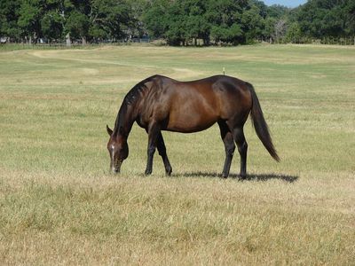 0 Pfeiffer Rd, Boerne, TX, 78006