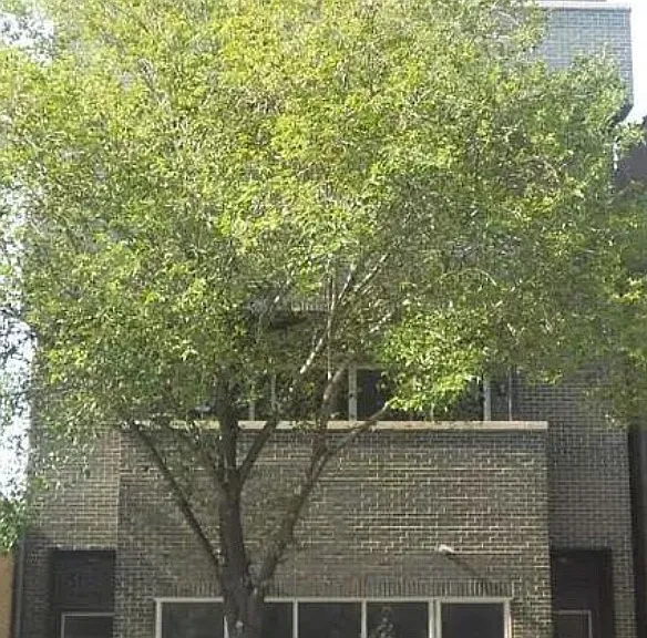 3234 W Fullerton Ave #REAR — Photo 1
