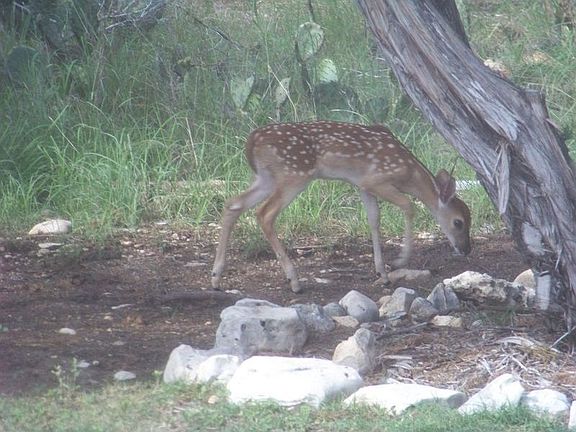 baby deer - spring 09