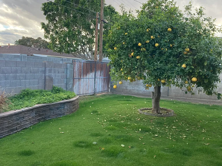 Grass area and grapefruit tree