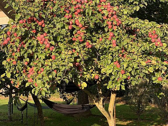 Small apple orchard