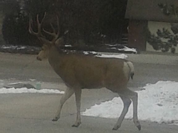 5 point driveway buck