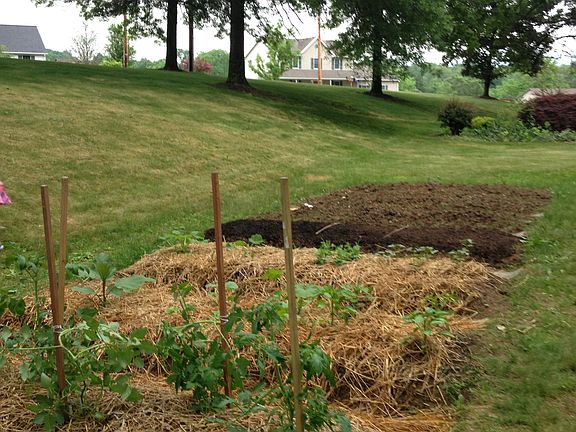 Vegetable garden