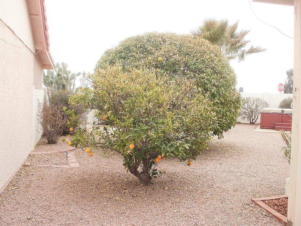 orange and grapefruit trees 