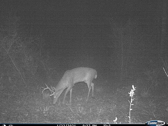 Trail cam Photo on property