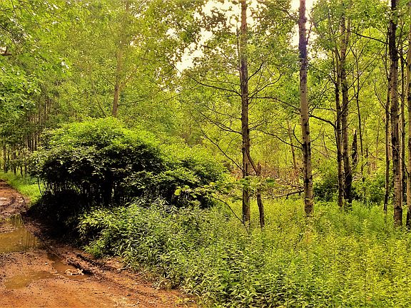 2nd image of 000 Cherry Ln