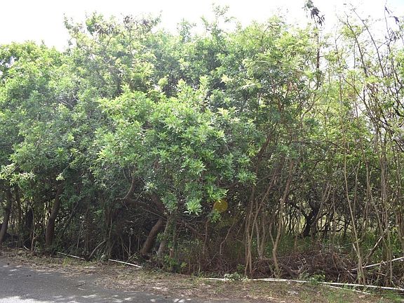 4th image of Mark Twain St Lot 14