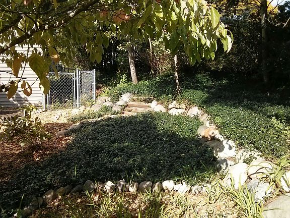 Summer backyard garden