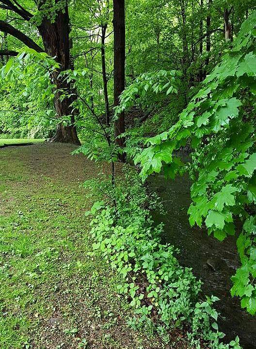 Backyard with stream