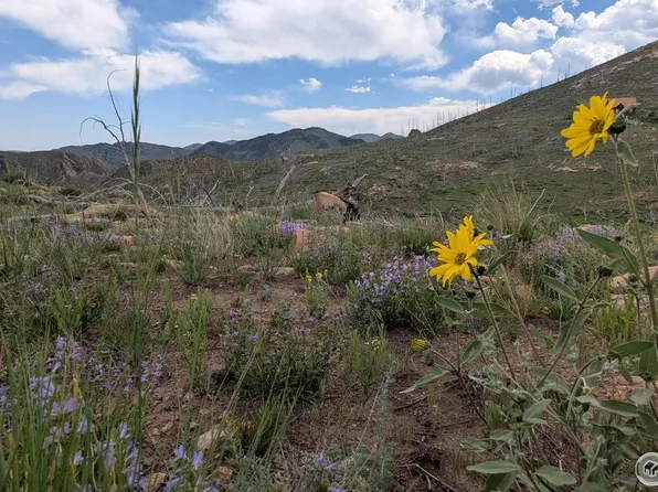 1324 Meadow Mountain Dr, Livermore, CO 80536