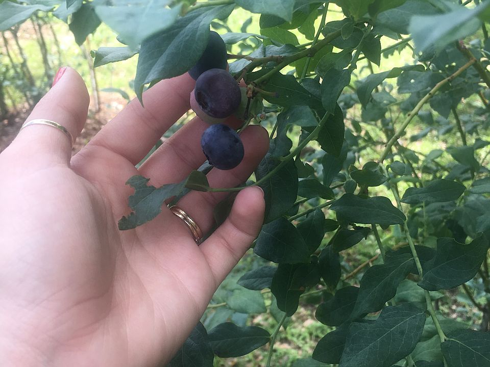 Blueberries 
