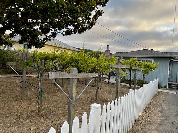 Front yard planted in wine grapes