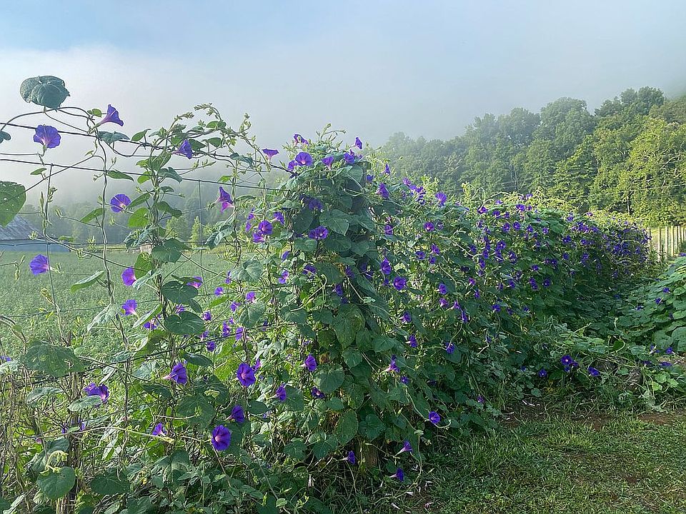 Morning glories on fence