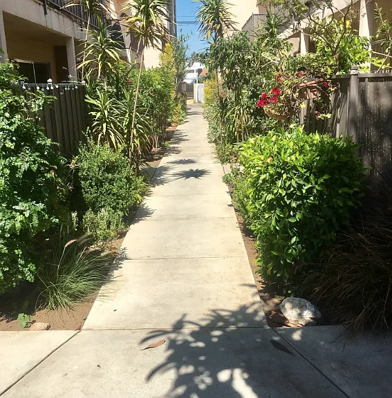 3438 Mentone Ave #6 — Photo 8