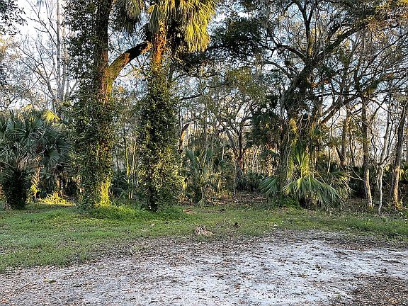 Large live oaks and palms
