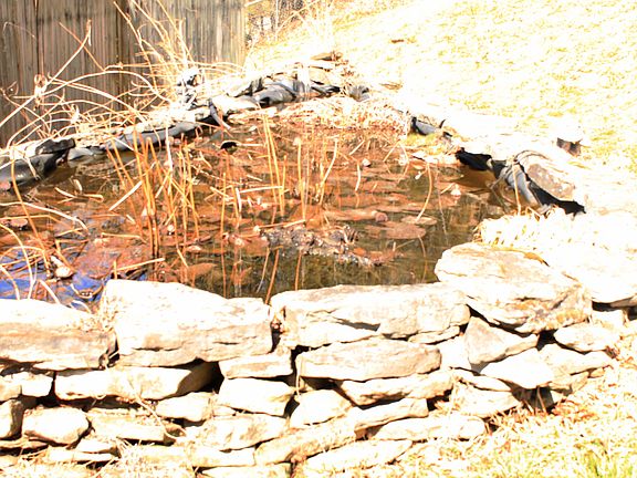Pond on Property