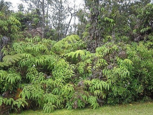 1st image of Pa Alii St Lot 1669