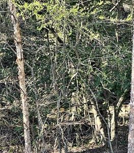 3.53 Honey Do Ln, Blue Ridge, GA, 30513
