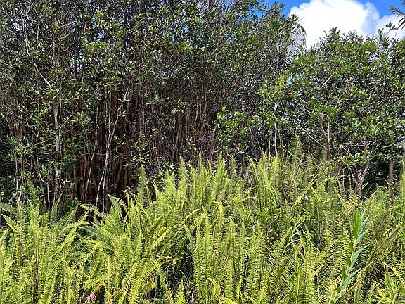 4th image of Road 10 Poouli Lot 5789