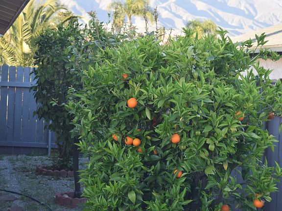 Side yard with fruit trees