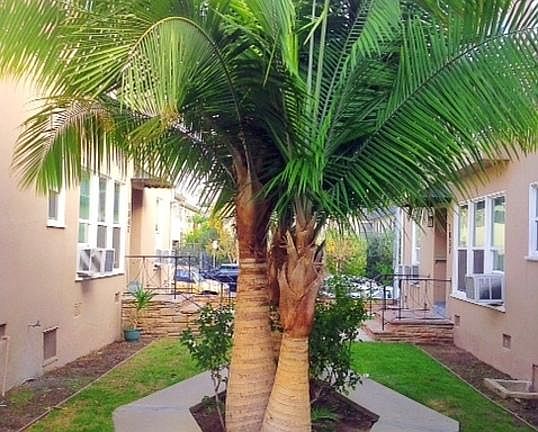 3rd image of 1835 N Normandie Ave #18373
