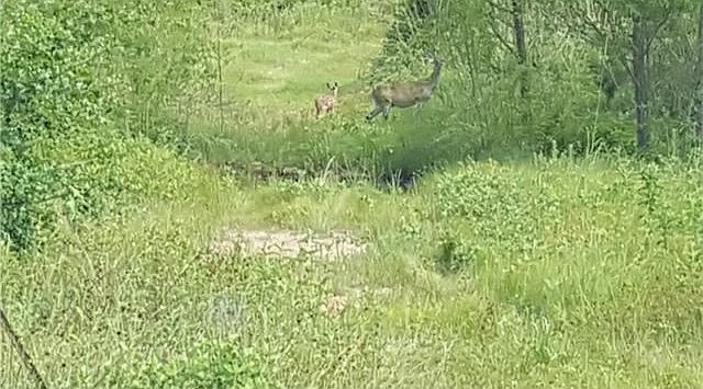 Mom and Baby enjoying the creek and tree cover.
