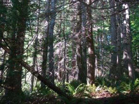 3rd image of 50 Cascade Lane Lot: #16