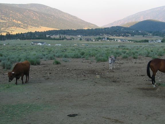 Pasture View