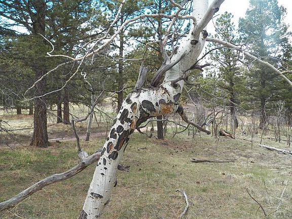2nd image of 46-47 Spanish Peaks Dr W