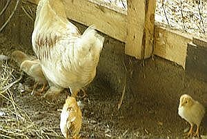 Henrietta and Chicks