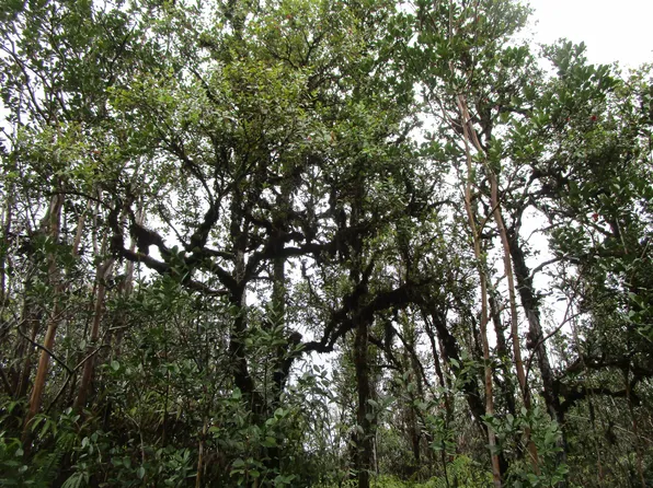 Road 4 Kea #Io, Kurtistown, HI 96760