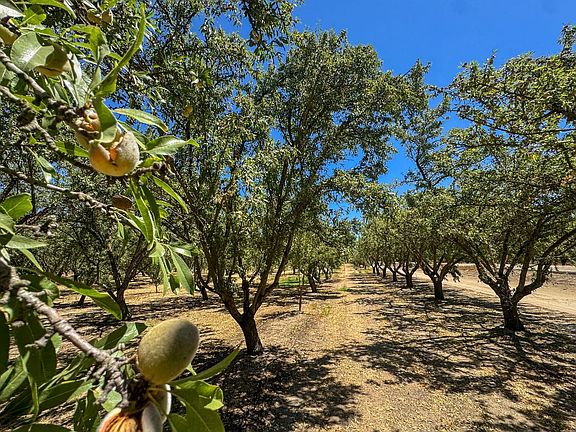 San-Joaquin-County-32-Acres-Almond-Orchard-Sale