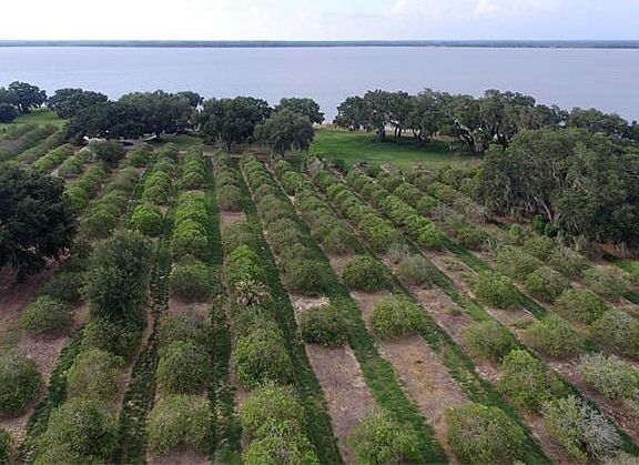 The open space under the lakefront oaks is the approximate location of the additional acreage available with the house (G4828877).
